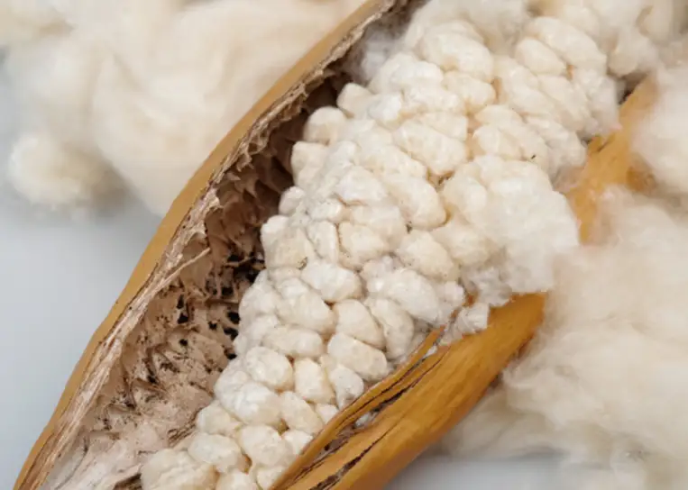 Bio-Based Filling Materials kapok